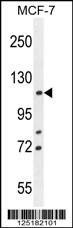 Anti-BCLAF1 (C-term) Antibody