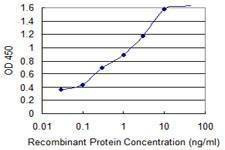 Anti-ATP5E Antibody