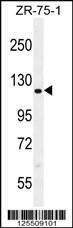 Anti-CCD33 (C-term) Antibody