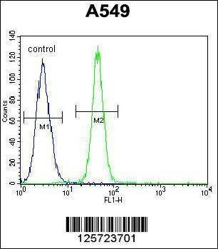 Anti-FBXO24 (Center) Antibody