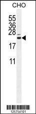 Anti-CP013 (N-term) Antibody