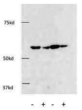 Anti-HDAC1 (C-term) Antibody