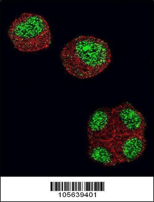 Anti-HDAC1 (N-term) Antibody