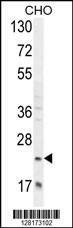 Anti-RILPL2 (Center) Antibody