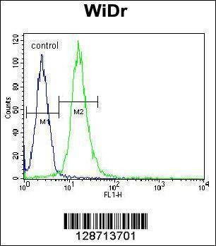Anti-WDR5B (N-term) Antibody