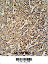 Anti-ENASE (Center) Antibody