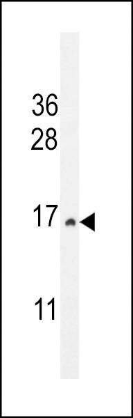 Anti-CST9 (C-term) Antibody
