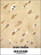 Anti-OR5L2 (N-term) Antibody