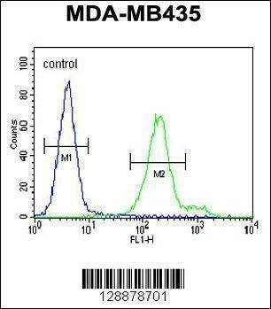 Anti-OR6V1 (C-term) Antibody
