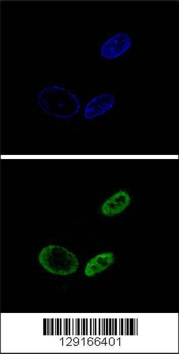 Anti-NR0B2 (Center) Antibody