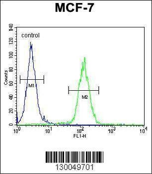 Anti-USF1 (Center) Antibody