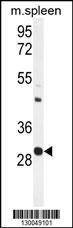 Anti-USF1 (Center) Antibody