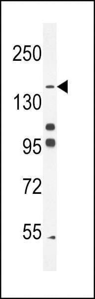 Anti-His6-DEP-1 Antibody