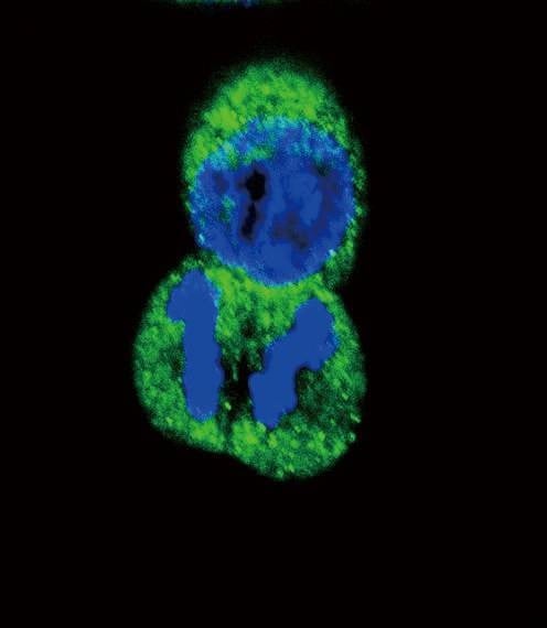 Anti-His6-DEP-1 Antibody