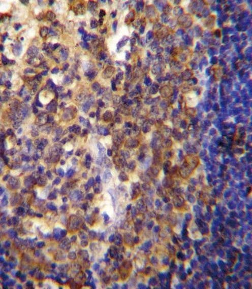 Anti-His6-DEP-1 Antibody