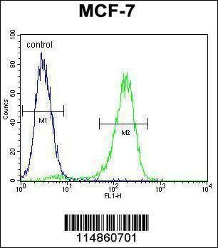 Anti-RARS (C-term) Antibody