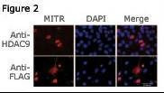 Anti-HDAC9 (N-term) Antibody