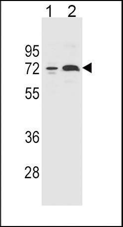 Anti-CYP2B6 (Center) Antibody