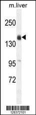 Anti-Mouse OTOA (N-term) Antibody