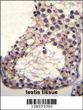 Anti-Mouse OTOA (N-term) Antibody