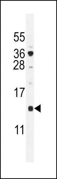 Anti-SFT2D2 (N-term) Antibody