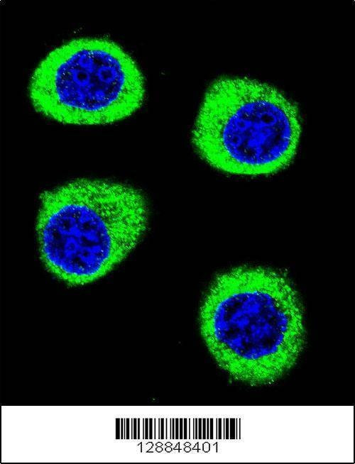 Anti-CPSF3L (N-term) Antibody