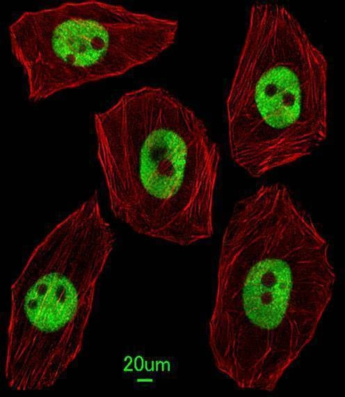 Anti-UNCX (C-term) Antibody
