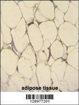 Anti-FBLN7 (N-term) Antibody