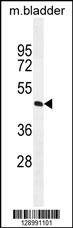 Anti-Mouse PPAPDC1A (N-term) Antibody