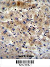 Anti-APG7L (D555) Antibody