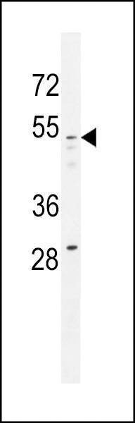 Anti-GOG8A (N-term) Antibody