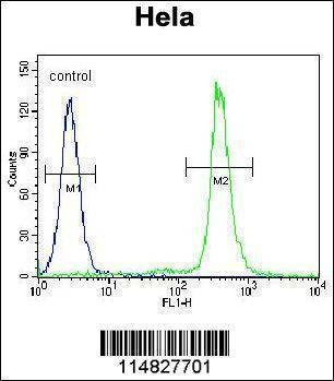 Anti-LIN28A (Center) Antibody