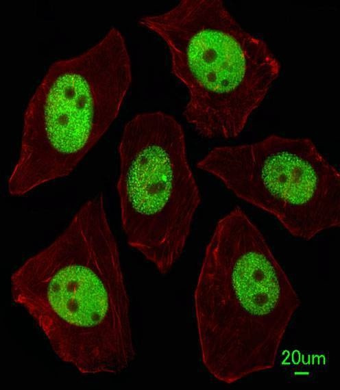 Anti-LIN28A (Center) Antibody
