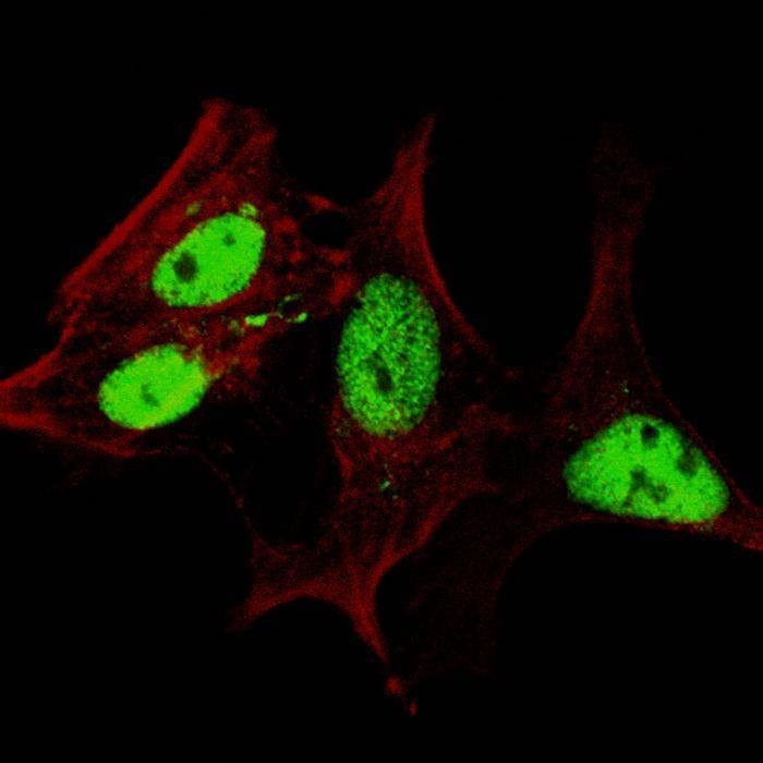 Anti-LIN28A (Center) Antibody