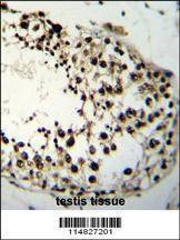 Anti-LIN28A (Center) Antibody