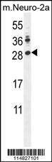 Anti-LIN28A (Center) Antibody