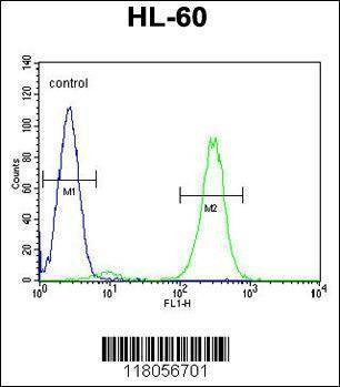 Anti-FBXW11 (Center) Antibody