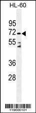 Anti-DPP3 (C-term) Antibody