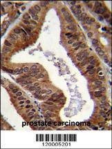 Anti-EAPII (C-term) Antibody