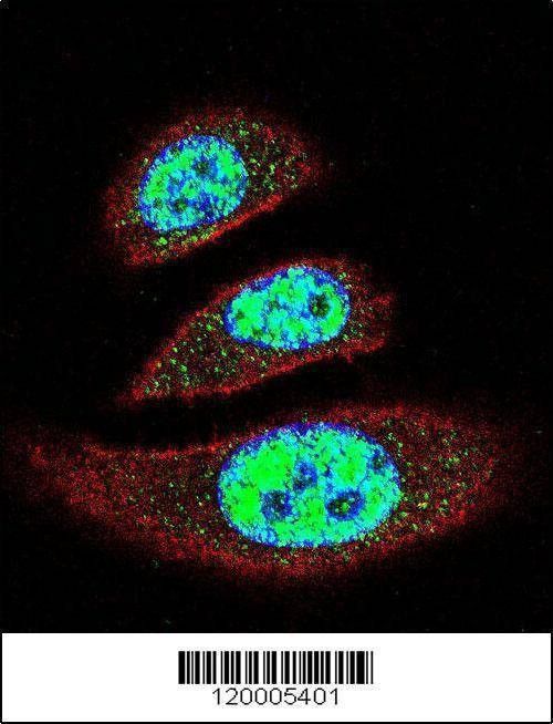 Anti-EAPII (C-term) Antibody