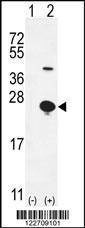 Anti-EPGN (N-term) Antibody