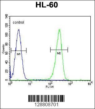 Anti-OR2W3 (C-term) Antibody