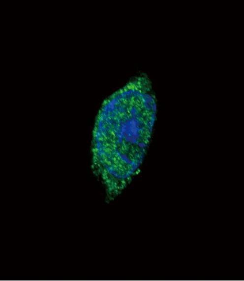 Anti-JAK2 (C-term) Antibody