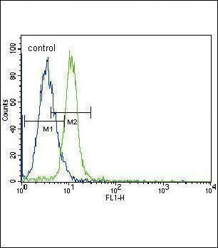 Anti-JAK2 (C-term) Antibody