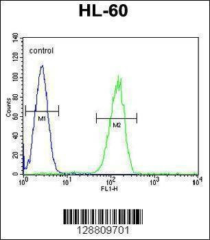 Anti-GPR142 (N-term) Antibody