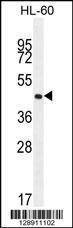 Anti-OR2F2 (C-term) Antibody