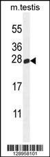 Anti-PLD6 (Center) Antibody