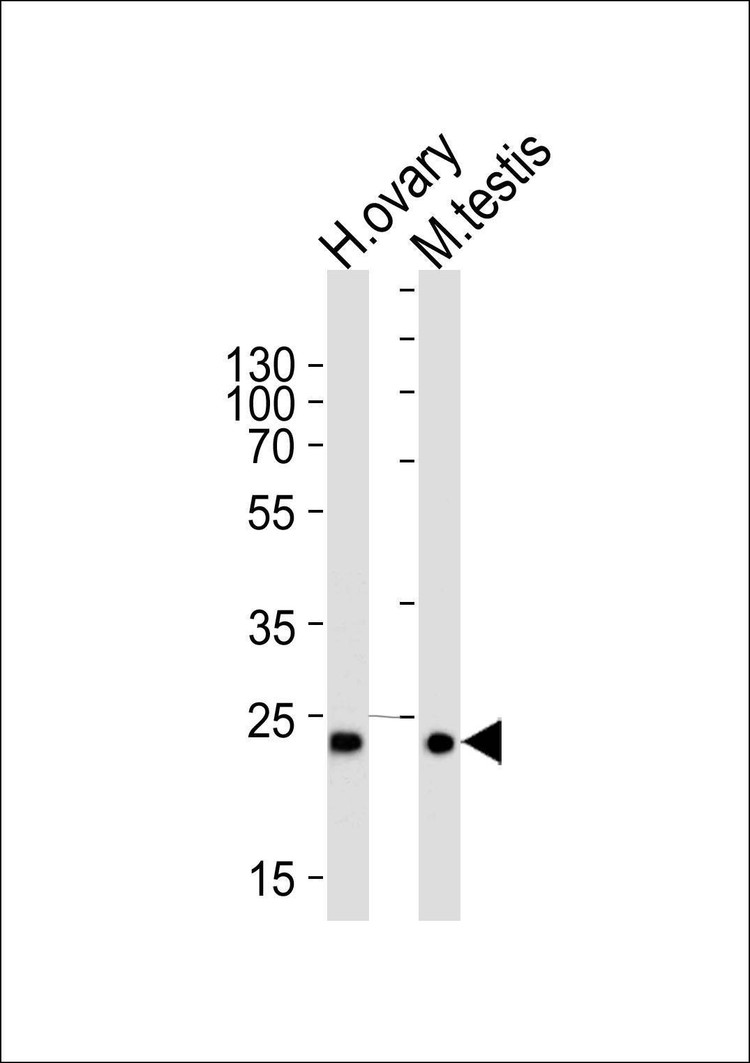 Anti-PLD6 (Center) Antibody