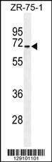 Anti-HAUS3 (Center) Antibody