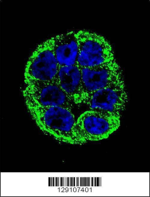 Anti-YOD1 (C-term) Antibody